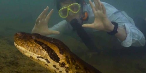 An underwater scene of  enormous snake in the foreground and a man with a snorkle and mask behind it from Pole to Pole with Will Smith